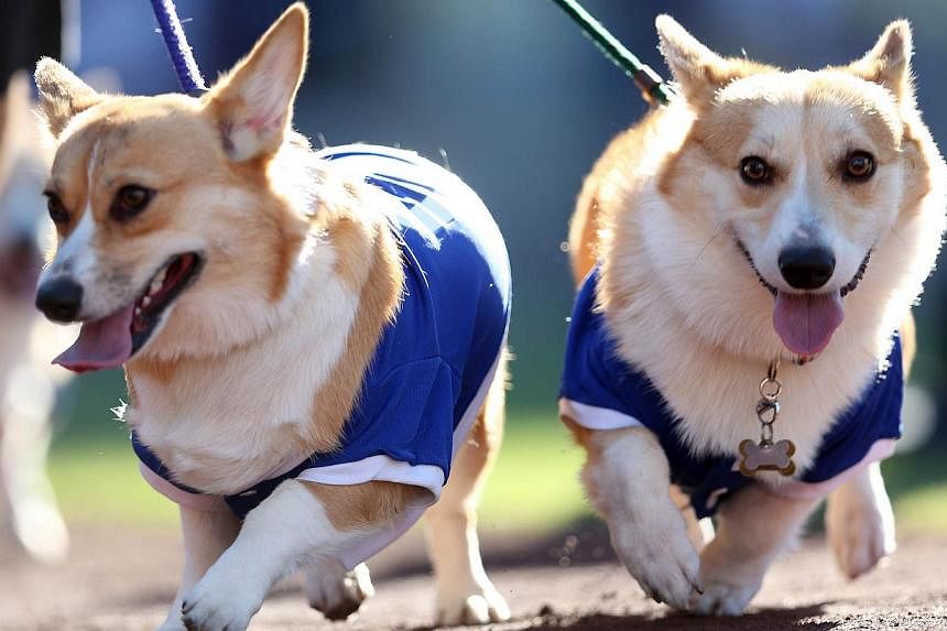 Dogs walk around the warning track as they take part in the Dodgers' annual "Pups in the Park" day before the game between the New York Mets and the Los Angeles Dodgers at Dodger Stadium in the United States. -- PHOTO: AFP