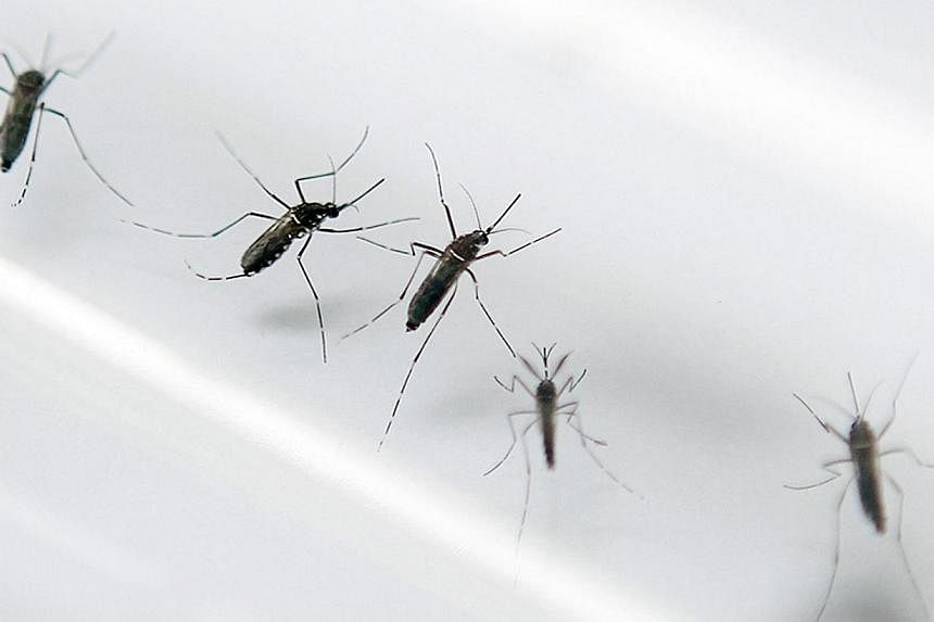 Japanese health officials said on Thursday, Aug 28, 2014, that three young people have contracted dengue fever, the first such infections in the country in nearly 70 years. -- PHOTO: AFP