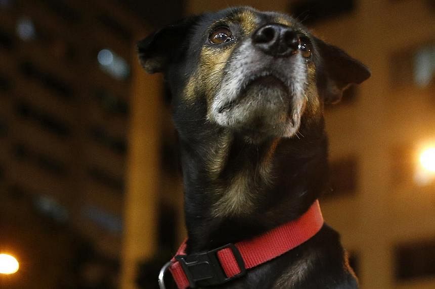A dog waits for its owner at a Housing Development Board (HDB) public housing estate in Singapore August 28, 2014. -- PHOTO: REUTERS