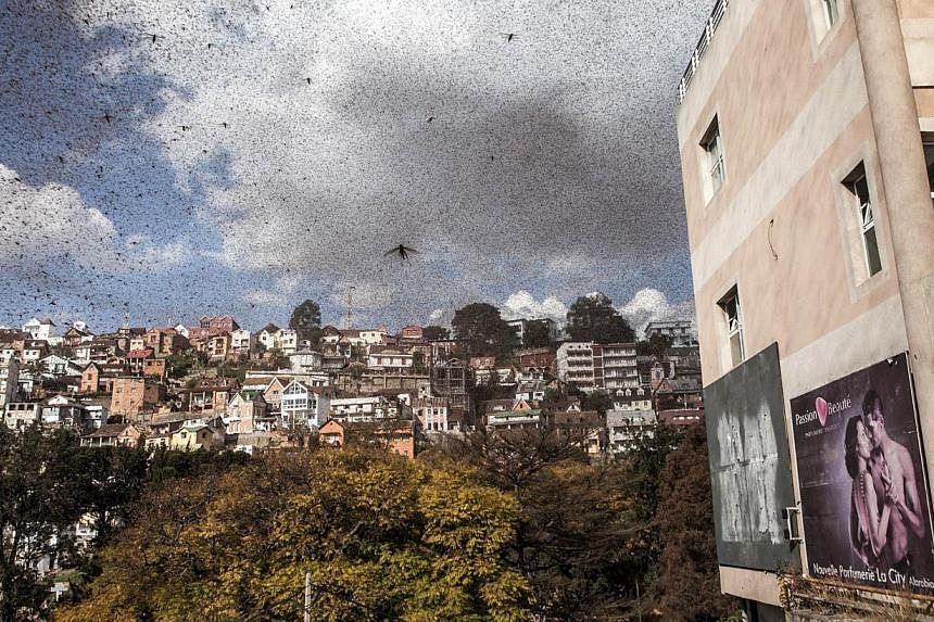 A swarm of locusts invades the centre of Madagascar's capital Antananarivo on August 28, 2014. Such&nbsp;swarms have multiplied uncontrollably in recent years, because of government inaction following a coup. The island's&nbsp;hot and humid climate s