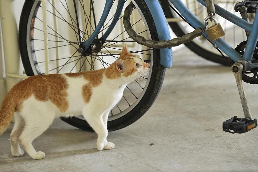A cat at the void deck of a HDB block in Toa Payoh.&nbsp;The Singapore Kindness Movement (SKM) has called for calm and reflection, after fur flew over a controversial art work that seemed to advocate the culling of stray cats. -- PHOTO: ST FILE