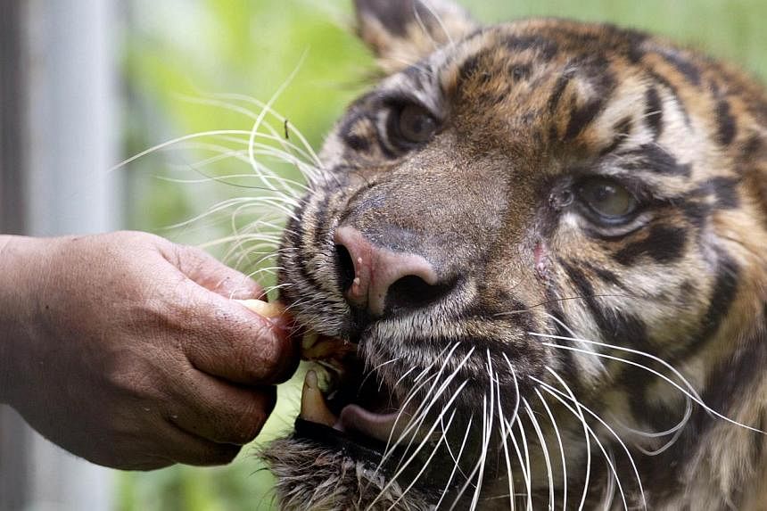 In this file photo taken on April 17, 2013, an ailing critically endangered Sumatran tiger named Melani is fed from an enclosure at the Surabaya Zoo.&nbsp;-- PHOTO: AFP