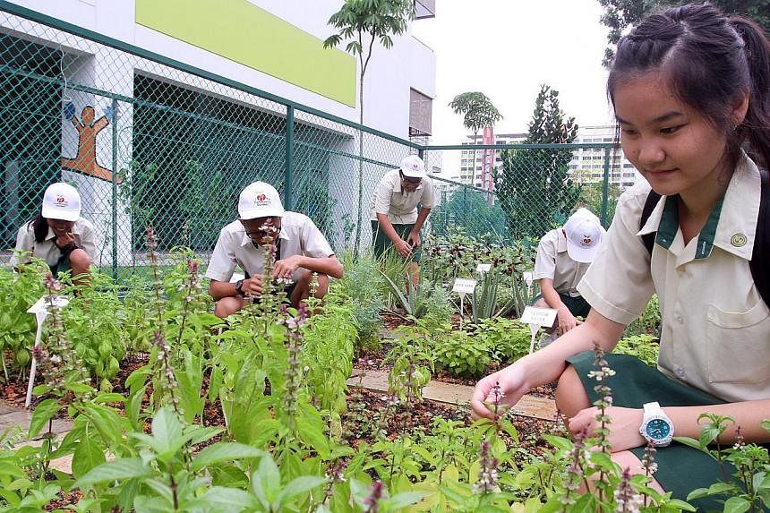 Shuqun Secondary School students helping out in a community garden located beside the school. Forty-two secondary schools will soon offer a programme for students to deepen their knowledge and skills in science, mathematics and technology.&nbsp;-- PH