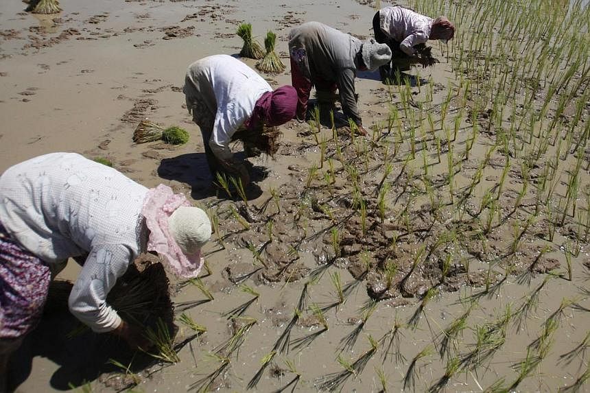 People planting rice in a paddy field outside Phnom Penh. Agriculture accounts for just 40 per cent of total employment in the region but, country-wise, it remains the largest employer for Cambodia, Laos, Myanmar, Thailand and Vietnam.