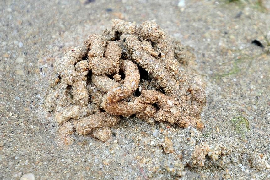 A heap of worm poop from a wandering sea worm, which can grow up to 1m long and can be as thick as its excrement. -- ST PHOTO: STEFFI KOH