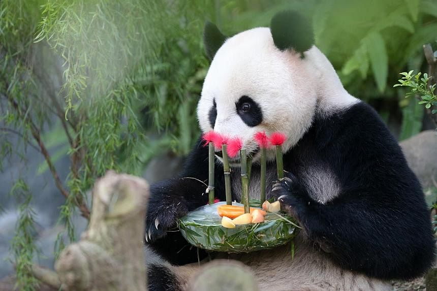 The River Safari held a panda party yesterday to celebrate the birthdays of Kai Kai and Jia Jia (above), as well as the pandas' second anniversary in Singapore.