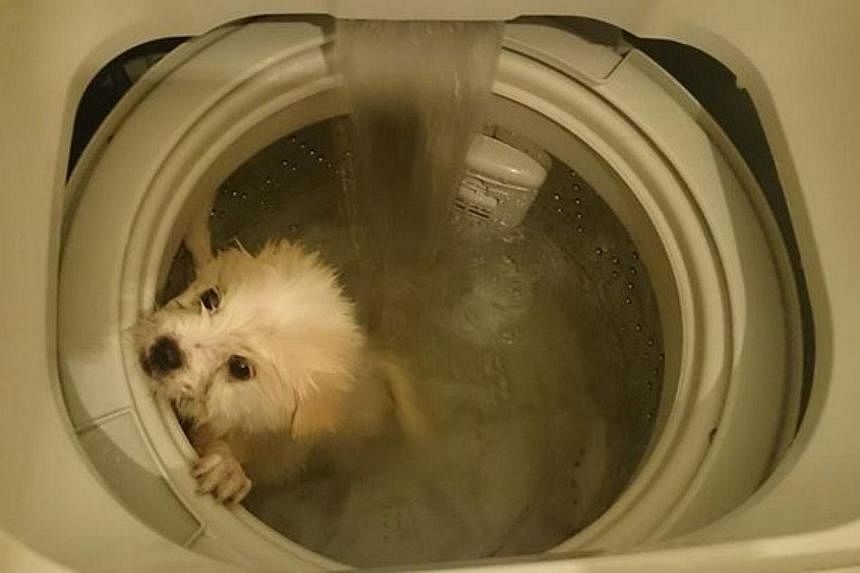 A man called Jacky Lo posted photos of him cleaning a dog inside a churning washing machine on Facebook. -- PHOTO: FACEBOOK/JACKY LO &nbsp;