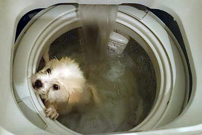 Hong Kong police are probing a case of suspected cruelty after photos of a dog in a washing machine were posted online.