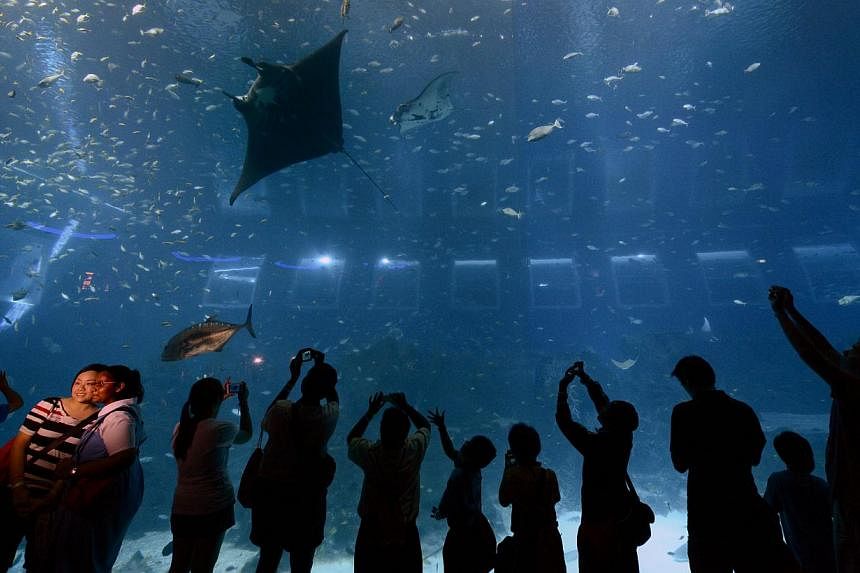Visitors wowed by a manta ray at Resorts World Sentosa. Two newly-acquired rays at its Marine Life Park died while in quarantine this year.