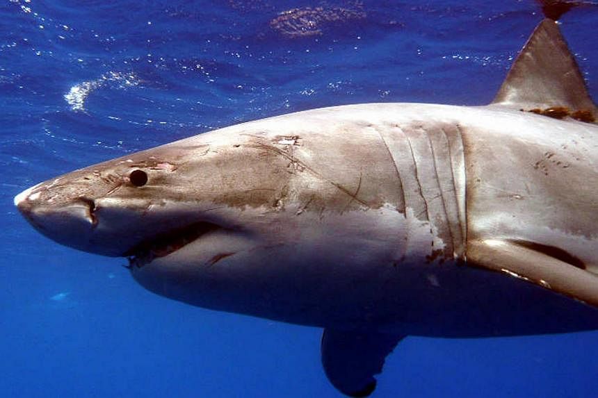 A Great White shark in the Eastern North Pacific. A man was killed by a shark in front of his wife on Tuesday at a popular Australian beach after being bitten on the leg while swimming, officials said. -- PHOTO: REUTERS