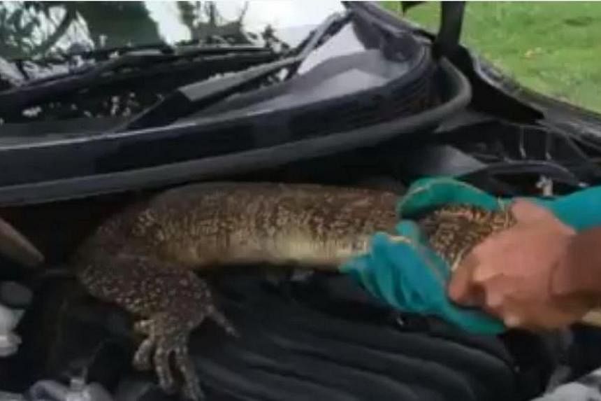 An online video of a lizard found in a car bonnet has gone viral on Facebook after it was posted last Thursday.&nbsp;-- PHOTO: THUM WAI LOONG/FACEBOOK