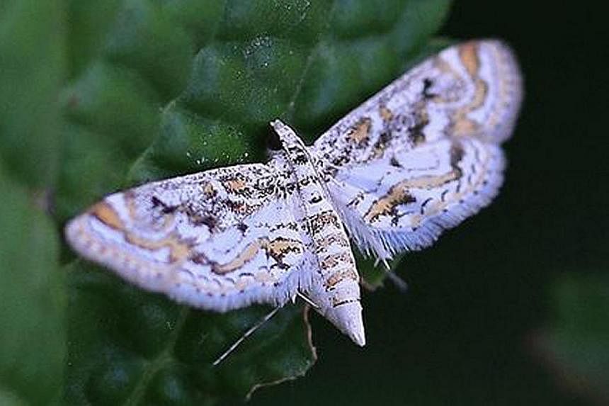 The China-mark moth was one of 150 submissions received by the NSS since the initiative was launched in July.
