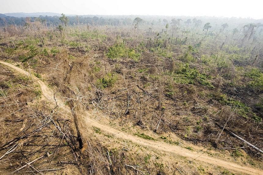 This aerial picture taken on Nov 29, 2009 shows a sector of the Amazon forest, in the state of Para, in northern Brazil, illegally deforested. -- PHOTO: AFP&nbsp;
