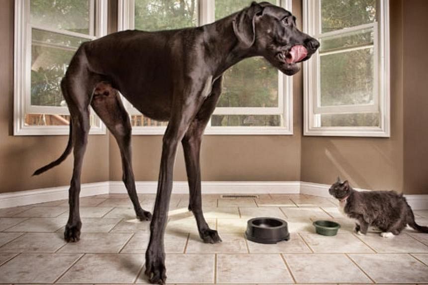 Zeus, the Great Dane who in 2012 earned the Guinness World Record as tallest dog in the world, has died at age five, a local US newspaper said on Friday.&nbsp;-- PHOTO GUINNESS WORLD RECORDS