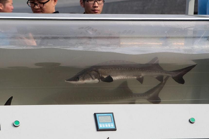 People look at artifically bred Chinese sturgeon before the fish are released into the wild on April 13, 2014. The wild Chinese sturgeon is at risk of extinction, state media reported, after none of the rare fish were detected reproducing naturally i