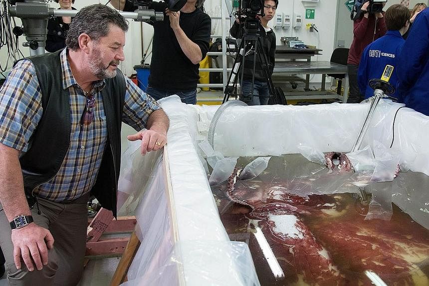 John Bennett, the skipper of the Sandford vessel that pulled up a colossal squid, watches the defrosting process at Te Papa labs in Wellington on Sept 16, 2014.&nbsp;Scientists said on Tuesday that a female colossal squid weighing an estimated 350kg 