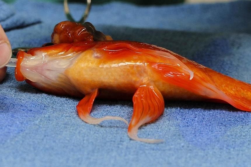 A 10-year-old pet goldfish named George prepares to undergo veterinarian Tristan Rich's scalpel to remove a life-threatening head tumor in this handout picture taken on Sept 11, 2014 and provided to Reuters by the Lort Smith Animal Hospital in Melbou