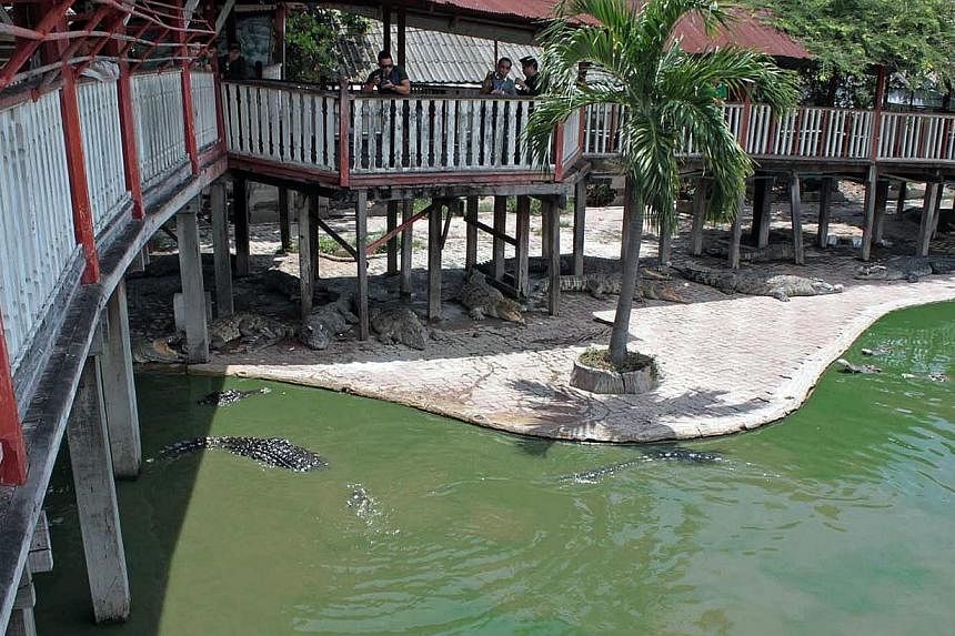 This picture taken on Sept 15, 2014, shows crocodiles in and outside a pond at the farm where a woman committed suicide in Samut Prakan, outside Bangkok. The 65-year-old woman jumped from a resting point on the walkway into the middle of the pond, wh