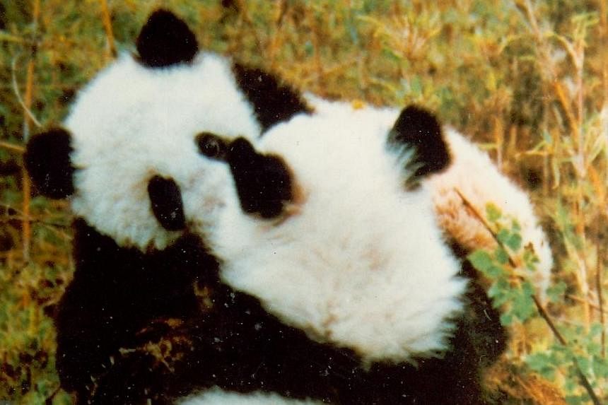 An An and Xin Xing were the first two giant pandas to be brought to Singapore on loan from China on Sept 19, 1990.&nbsp;--&nbsp;PHOTO: ST FILE