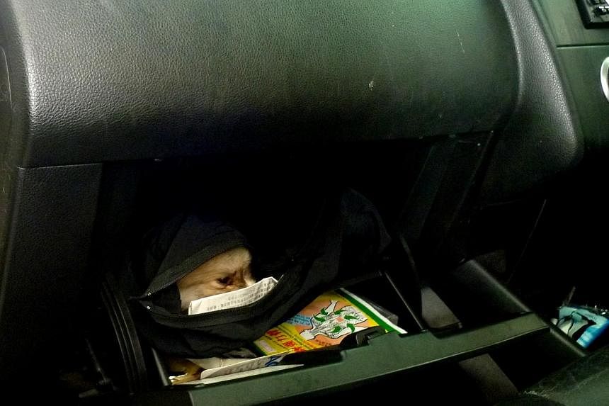 Black cloth bag containing live puppies hidden in the glove compartment. -- PHOTO: ICA