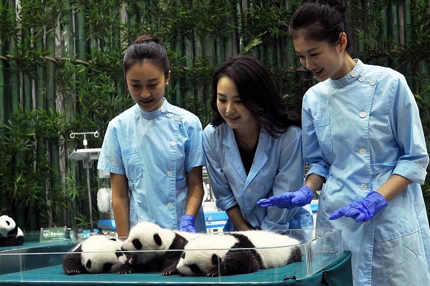 Three "Miss Chinese" contestants prepare to feed the giant panda triplets at Chimelong Safari Park in Guangzhou, south China's Guangdong province on Sept 19, 2014. -- PHOTO: AFP