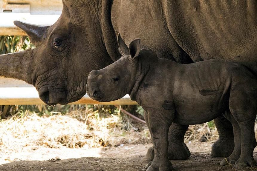 A three-week-old female White Rhinoceros stands next to her mother Tanda, 21, at the Ramat Gan Safari, an open-air zoo near Tel Aviv. -- PHOTO: AFP