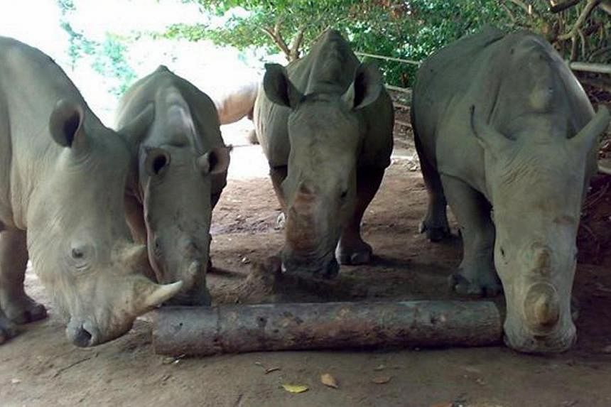 Rhinoceros at the Zoo are seen here playing with a scented log. -- PHOTO:&nbsp;WILDLIFE RESERVES SINGAPORE