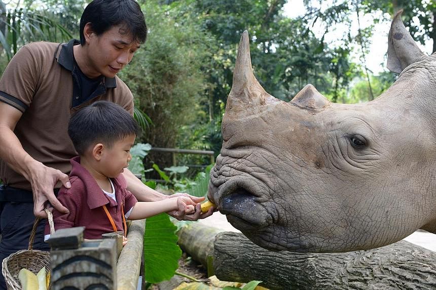 Junior animal management officer Matthias Quek helping Cedric Tan from Odyssey the Global Preschool feed Shova, the rhino, at the Singapore Zoo. Sept 22 is World Rhino Day.