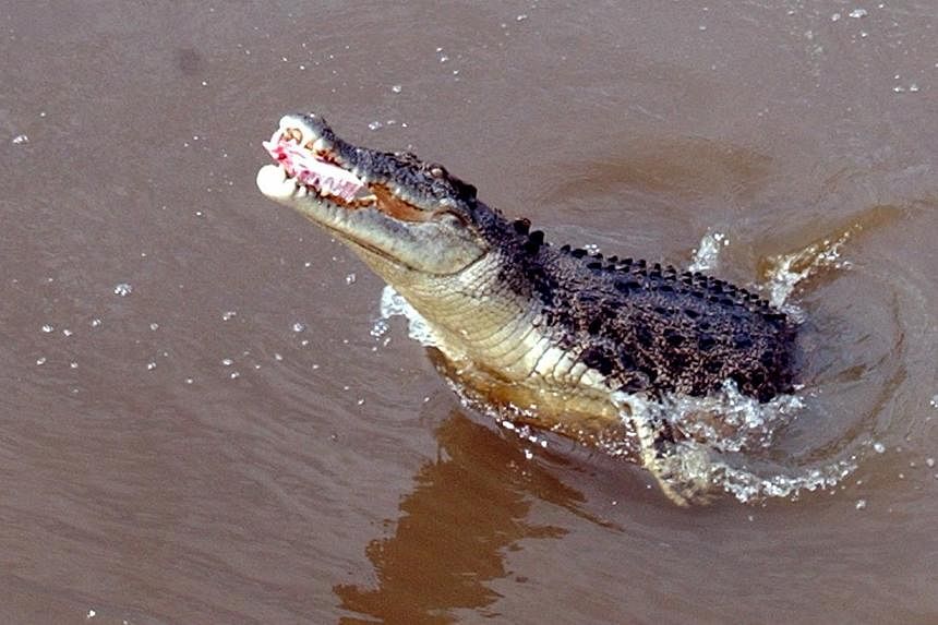 A crocodile in the Adelaide River in Darwin. -- PHOTO: THE NEW PAPER FILE