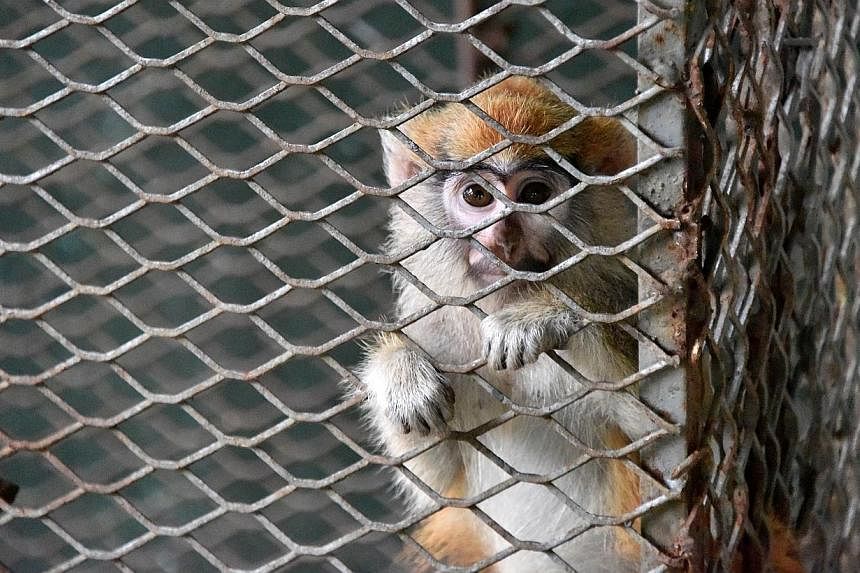 A monkey, which was abandoned by its owner in Abidjan, is seen in a cage in the quarantine ward of the zoo on Sept 9, 2014. -- PHOTO: AFP