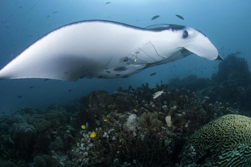 Indonesia has detained three traders for attempting to illegally sell manta rays, the first such arrests since the world's biggest archipelago introduced legislation protecting the huge winged fish, conservationists said. -- PHOTO:&nbsp;CONSERVATION 