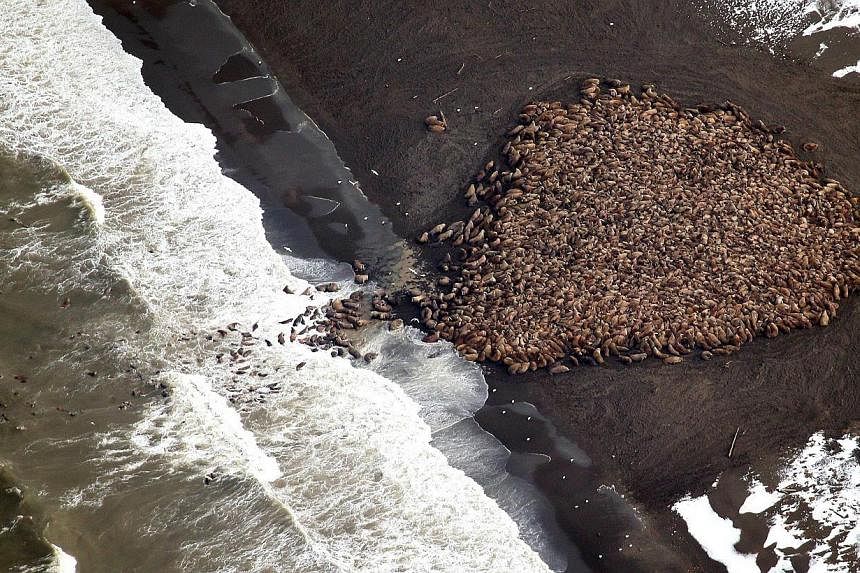 This National Oceanic and Atmospheric Administration(NOAA) photo obtained on Oct 1, 2014, shows an estimated 35,000 walrus as they gather on shore on Sept 23, 2014, at Point Lay, Alaska according to NOAA. -- PHOTO: AFP&nbsp;