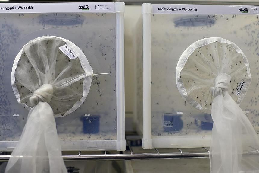 View of boxes with Aedes aegypti mosquitoes infected with the Wolbachia bacterium --which reduces mosquito transmitted diseases such as dengue and chikungunya by shortening adult lifespan, affect mosquito reproduction and interfere with pathogen repl