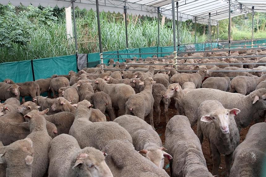 Some of the sheep that have arrived in Singapore in preparation for the Islamic ritual sacrifice of korban on Hari Raya Haji which falls on Oct 5, 2014. -- PHOTO: AL-ISTIGHFAR MOSQUE
