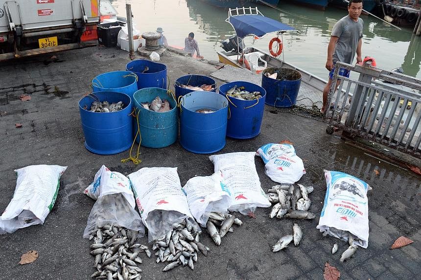 Fish farm workers in the Pasir Ris area were seen moving bags of dead fish by boat to the vicinity of Changi Point Ferry Terminal, where a container had been set up for dead fish on Feb 10, 2014. The AVA is looking into the mass fish deaths in over 2