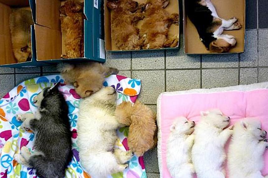 A Singaporean woman was arrested at Woodlands Checkpoint last month for trying to smuggle 13 puppies into the country. They were hidden in three black bags in a Singapore-registered car. -- PHOTO: IMMIGRATION AND CHECKPOINTS AUTHORITY