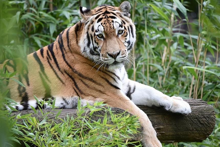 A Siberian tiger rests&nbsp;in its enclosure at the zoo in Muenster, western Germany, on Aug 18, 2014.&nbsp;China is on the hunt for a Siberian tiger released into the wild by Russian President Vladimir Putin, state media said, after the animal roame