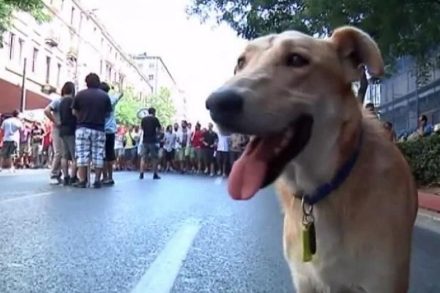 A screenshot of Sausage in action during protests in Greece in 2011.&nbsp;Sausage, the ginger mongrel who became famous for appearing at anti-austerity protests and barking at riot police at the height of Greece's debt crisis, has died of a heart att