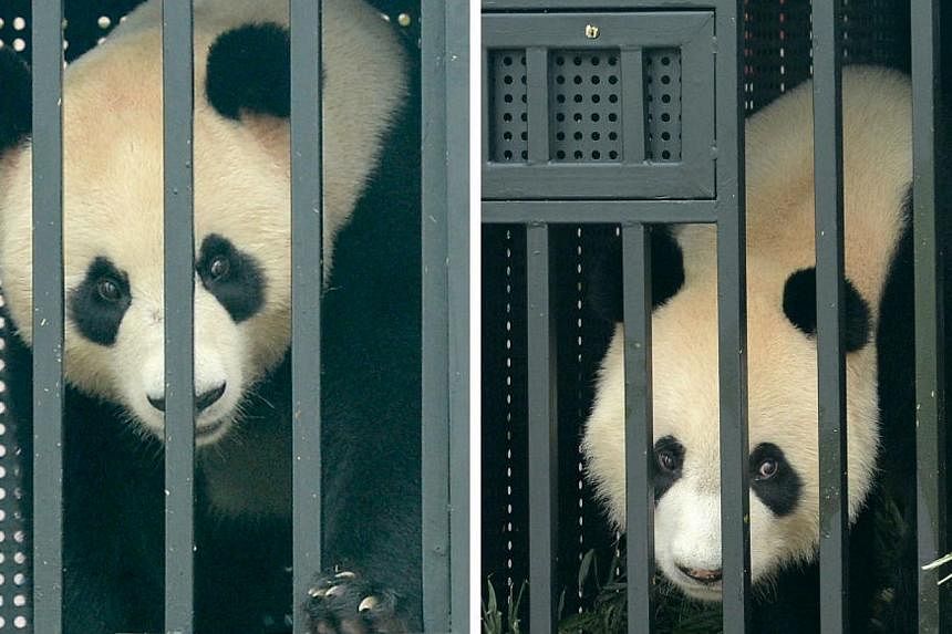 Giant pandas Kai Kai (right) and Jia Jia who arrived from Chengdu, China, on a Boeing 747-400 freighter in September 2012. -- PHOTO: MY PAPER FILE