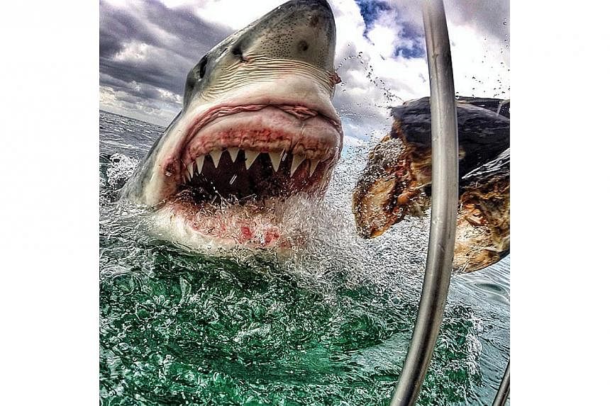 A New Jersey schoolteacher's dramatic photo of a great white shark lunging for fish bait is making waves on social media. -- PHOTO: AMANDA BREWER/INSTAGRAM