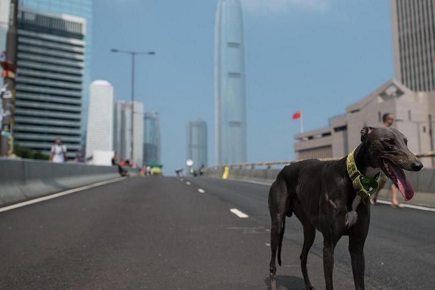 A dog stands on an empty road outside the Central Government Office in Hong Kong on Oct 5, 2014. Hong Kong has been plunged into the worst political crisis since its 1997 handover as pro-democracy activists take over the streets following China's ref