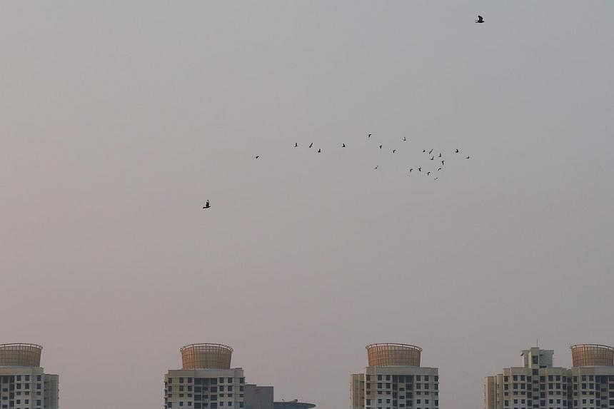 A flock of pigeons fly across the hazy gray skies at 7.10am on Oct 14, 2014. -- ST PHOTO: NEO XIAOBIN