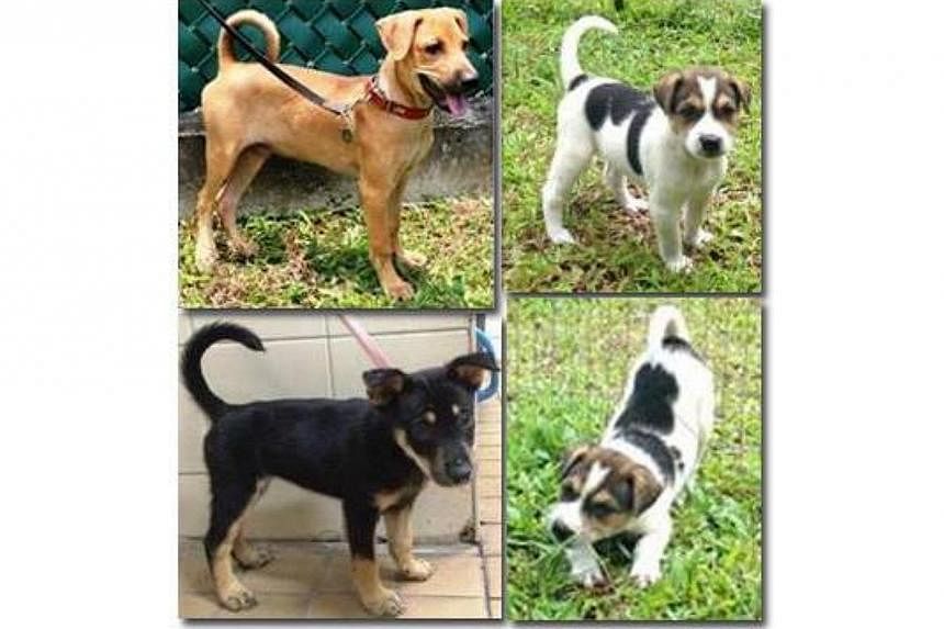 Animal welfare group Save Our Street Dogs (SOSD) has put out a plea on Facebook requesting for people to foster three puppies.&nbsp;-- PHOTO: FACEBOOK/SAVE OUR STREET DOGS&nbsp;