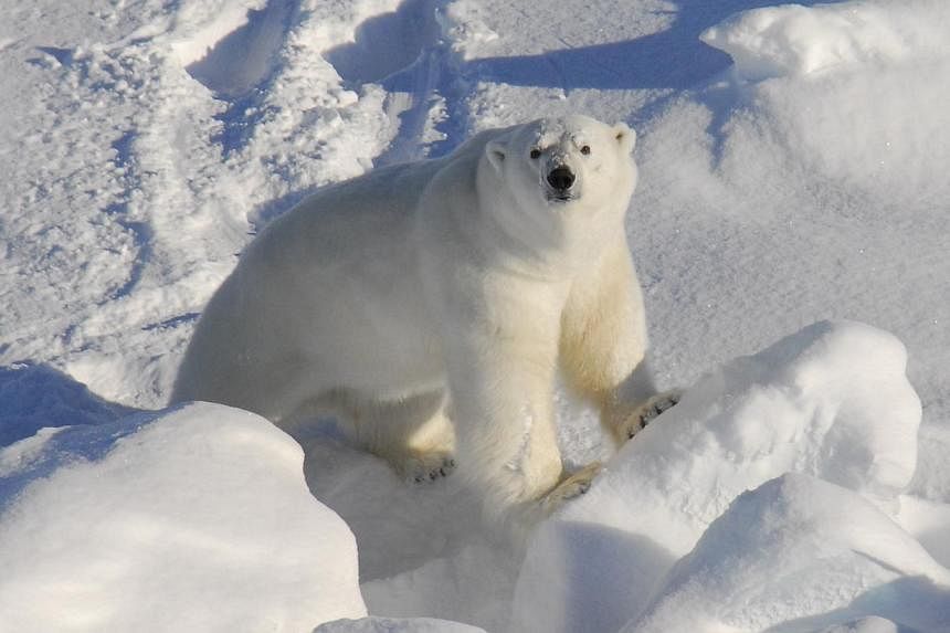 A file photo of a polar bear in Greenland.&nbsp;&nbsp;A gun-slinging Alaska wildlife manager chased off a massive polar bear that broke into an 81-year-old's house in a remote community to feast on a drum of seal oil, the Alaska Dispatch News reporte