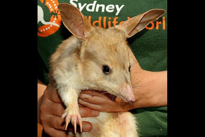 A file photo taken on 2009 shows a nocturnal male Bilby held by keeper Kate Blount at Sydney Wildlife World. Australia's Environment Minister Greg Hunt has pledged in a speech late on Oct 15, 2014 to end the extinction of native mammal species by 202