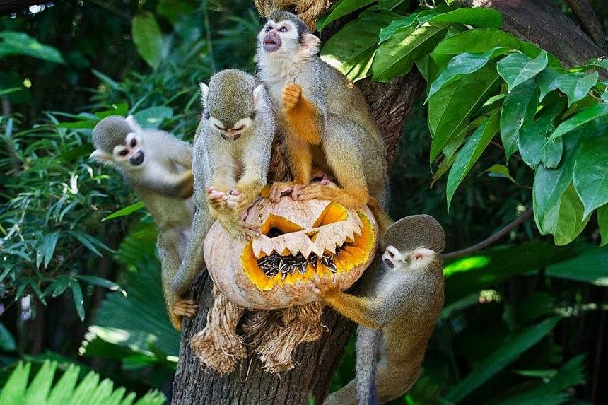 Cute antics of squirrel monkeys chomping through the festive pumpkin treats during Halloween at the River Safari.&nbsp;Wildlife Reserves Singapore (WRS) is back with a Halloween event for the first time in three years. -- PHOTO:&nbsp;WILDLIFE RESERVE