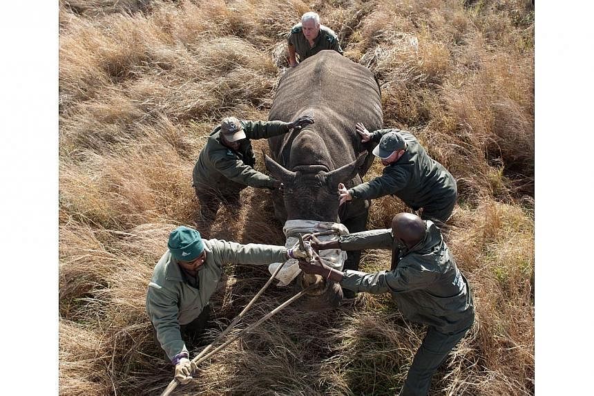 Operations Manager Marius Kruger (back) and members of the Kruger National Park Veterinary Wildlife Services in South Africa guide a sedated white rhinoceros&nbsp;toward a loading truck in the Kruger National Park on Oct 17, 2014. -- PHOTO: AFP
