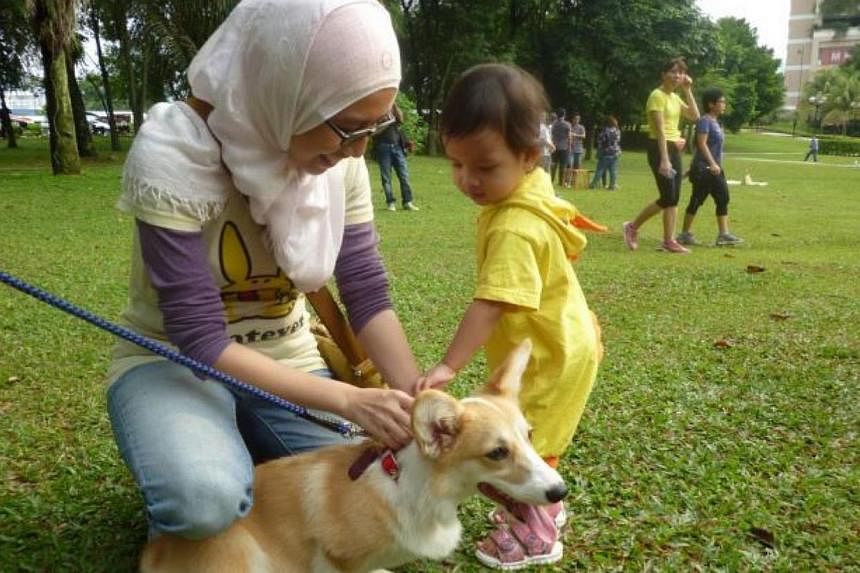 A young participant at the "I Want To Touch A Dog" event approaches a Corgi tentatively.&nbsp;-- PHOTO: THE STAR/ASIA NEWS NETWORK