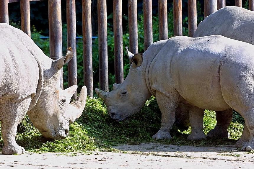 A picture taken in October 2004 shows the northern white rhinoceros Fatu (centre) at the Dvur Kralove zoo, east Bohemia. A male white rhinoceros, called Suni, who was born in Dvur Kralove zoo in 1980 died at Kenya's ol Pejeta Conservancy reserve, the