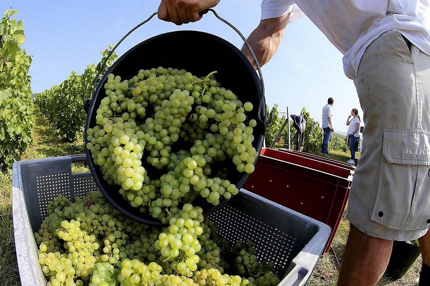 A worker empties a bucket full of wine-grapes during the grape-harvest on the farm of an organic wine producer in Champagne, in Cumieres, eastern France, on Sept 8, 2014. &nbsp;France on Saturday won the world blind wine-tasting competition for teams